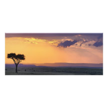 Panoramic view of single acacia tree at photograph