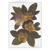 Pansies Greeting Cards