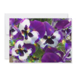 Pansies Invitation