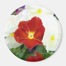 Pansies Magnet