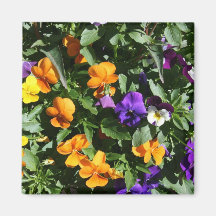 Pansies Magnet