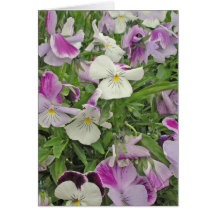 Pansies of Many Colours Greeting Card