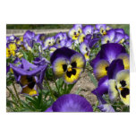 Pansies on Parade Card