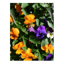 Pansies Post Card