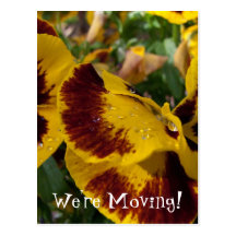 Pansies with Water Droplets; Change of Address Postcards
