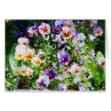 pansy bed cards