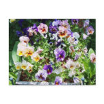 pansy bed postcards