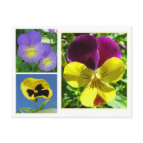 Pansy Collage Postcard