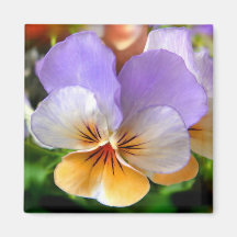 Pansy Flower Fridge Magnets