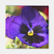 Pansy Flower  Magnet