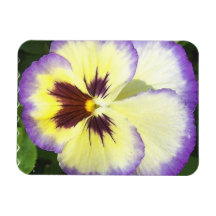 Pansy Flower Pictures Premium Magnet