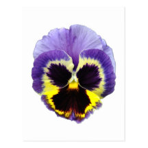 Pansy Flower Postcard