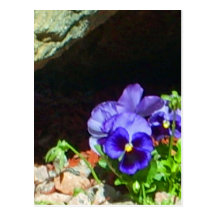 Pansy Flowers in Purple Postcards