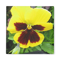 Pansy Gift Magnet