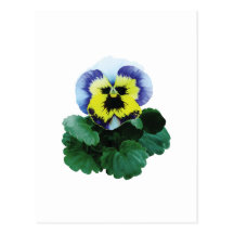 Pansy Gives a Hand Postcard