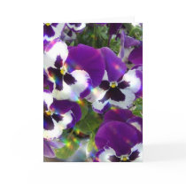 Pansy Greeting Card