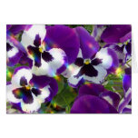Pansy Greeting Card