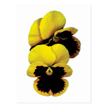 Pansy Hiding Post Card