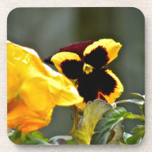 Pansy in the gardn beverage coaster
