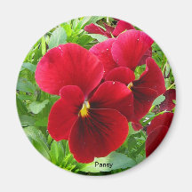 Pansy Magnet
