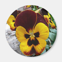 pansy magnet