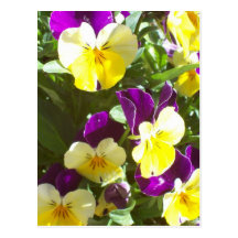 Pansy Patch Post Card