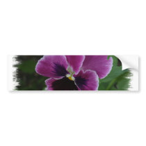 Pansy Pictures Bumper Sticker