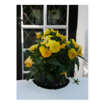 Pansy Post Cards