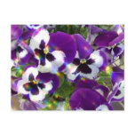 Pansy Postcard