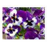 Pansy Postcard