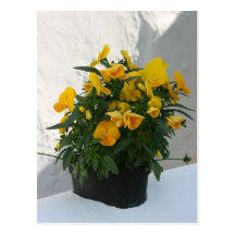 Pansy Postcards