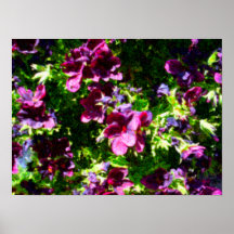 Pansy poster