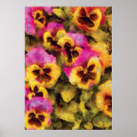 Pansy - Purple & Yellow Pansies Poster