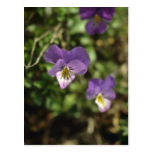 Pansy (Viola) flowers Postcard