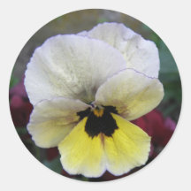 Pansy White and Yellow Sticker