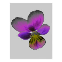 Pansy Wild Dark Purple Postcard