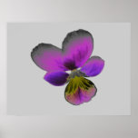 Pansy Wild Dark Purple Print