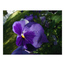 Pansy with Water Droplets Photo Print