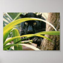 panther posters