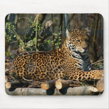 Panthera Jaguar Mouse Pad