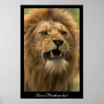 Panthera leo. Lion. Poster by cARTerART posters
