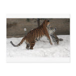 Panthera_tigris_altaica_30_-_Buffalo_Zoo Postcards