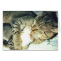 Papa Cat and His Kitten cards