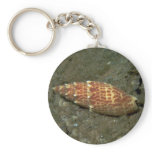 Papal mitre (Mitra papalis) Shell keychains