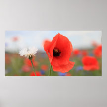 Papaver Plakatdruck