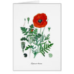 Papaver rhoeas cards