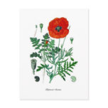 Papaver rhoeas postcards