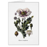 Papaver somniferum cards