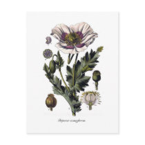Papaver somniferum postcards