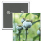 Papaver Somniferum Seed Heads Buttons